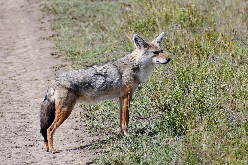 Central Serengeti